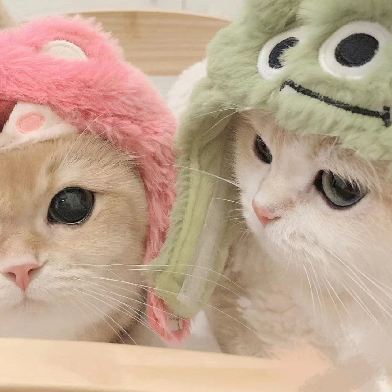 看黄直播APP应用